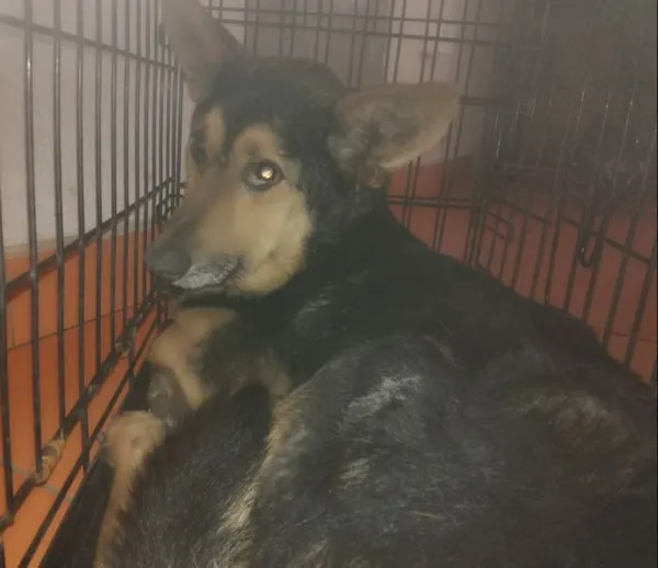 Znaleziono psa, Radom, 3 maja 2019
