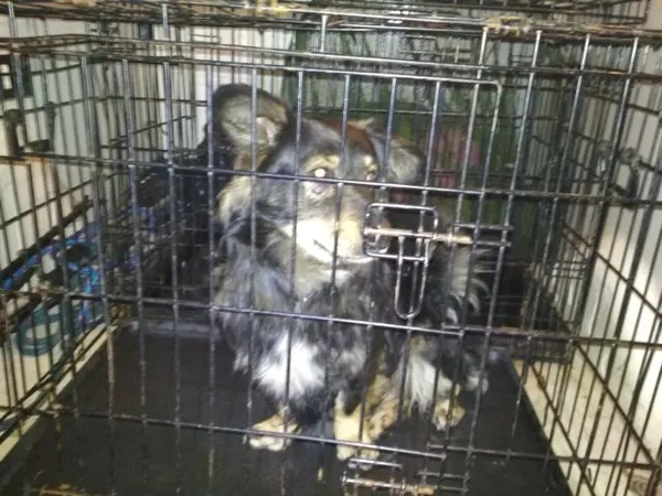 Znaleziono psa, Radom, 17 lutego 2019