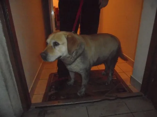 Znaleziono psa, Radom, 2 stycznia 2018