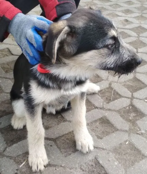 Znaleziono psa, Radom, 25 lutego 2019