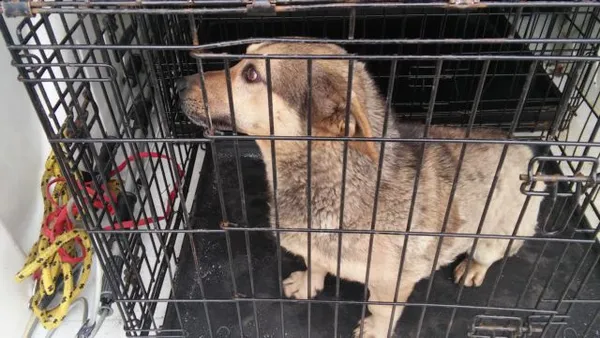 Znaleziono psa, Radom, 28 lutego 2018
