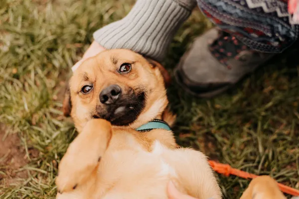 Pies do adopcji, Czartki, 20 kwietnia 2023 (1/5)