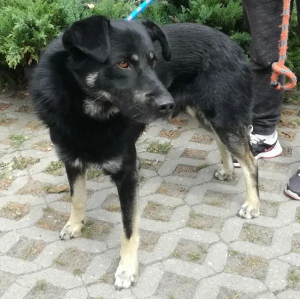 Znaleziono psa, Radom, 8 lipca 2019