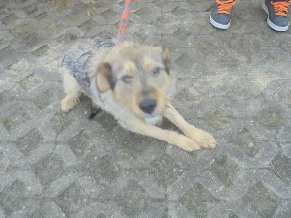 Znaleziono psa, Radom, 9 grudnia 2016