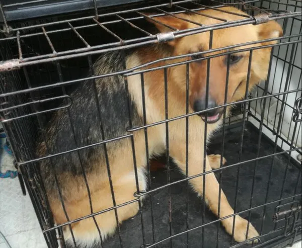 Znaleziono psa, Radom, 20 czerwca 2019