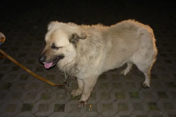 Znaleziono psa, Radom, 11 kwietnia 2015