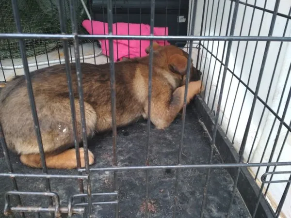 Znaleziono psa, Radom, 12 lutego 2019