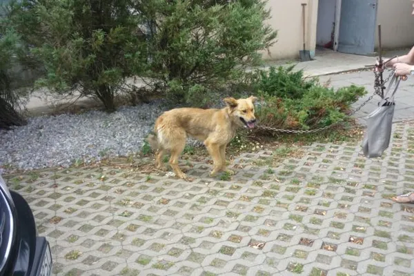 Znaleziono psa, Radom, 18 lipca 2015