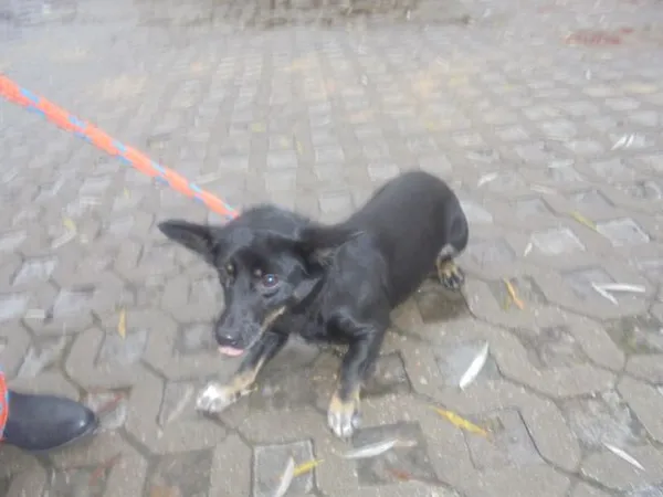 Znaleziono psa, Radom, 8 grudnia 2016
