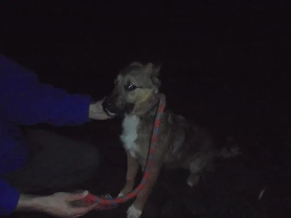 Znaleziono psa, Radom, 8 grudnia 2017