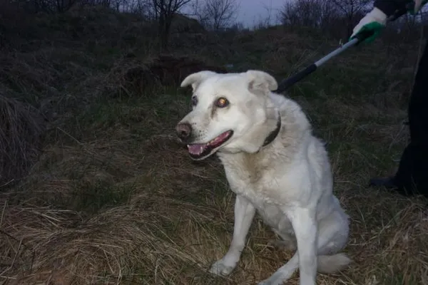 Znaleziono psa, Radom, 8 kwietnia 2015