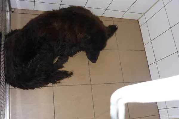 Znaleziono psa, Radom, 7 listopada 2014