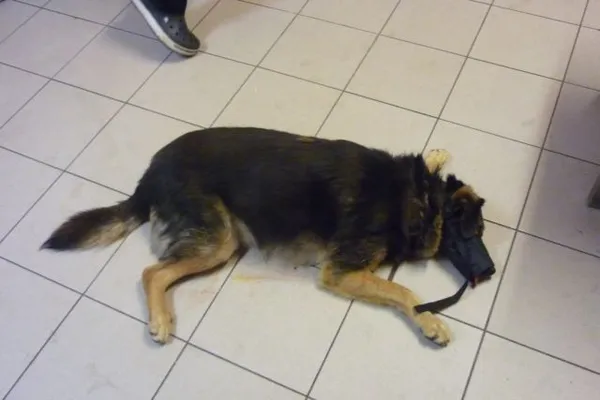 Znaleziono psa, Radom, 19 września 2014