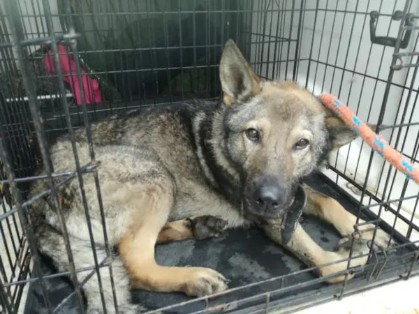 Znaleziono psa, Radom, 21 lutego 2019