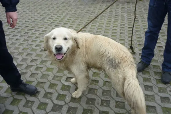 Znaleziono psa, Radom, 6 kwietnia 2015