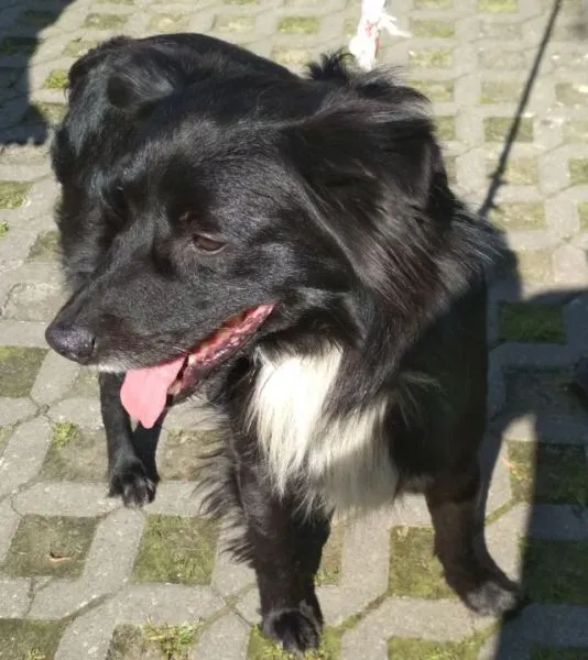Znaleziono psa, Radom, 31 maja 2019