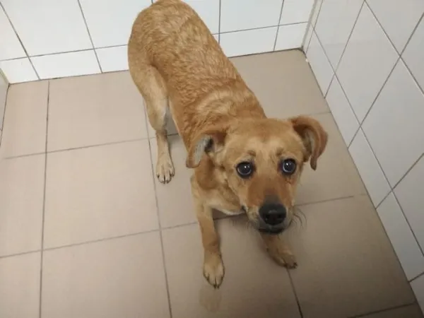 Znaleziono psa, Radom, 27 grudnia 2018