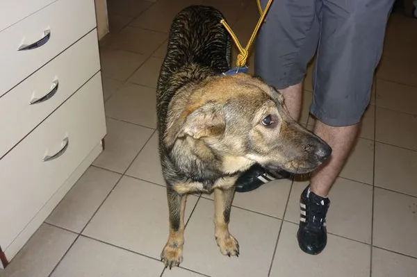 Znaleziono psa, Radom, 23 lipca 2014