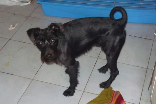 Znaleziono psa, Radom, 4 listopada 2014