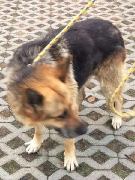Znaleziono psa, Radom, 22 października 2018