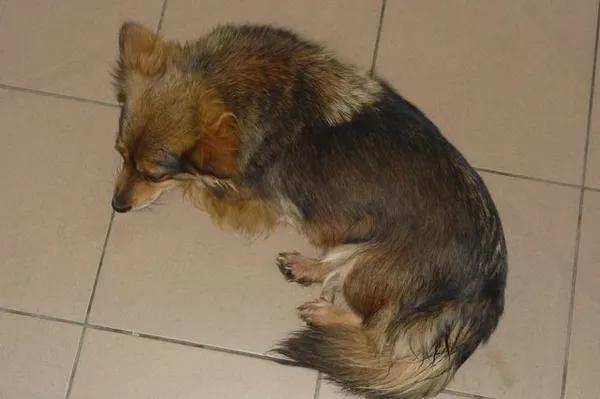 Znaleziono psa, Radom, 25 sierpnia 2014
