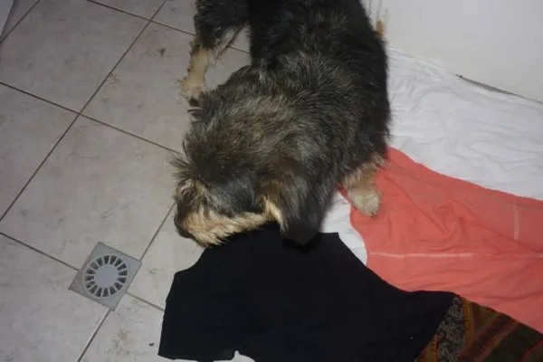 Znaleziono psa, Radom, 16 sierpnia 2015