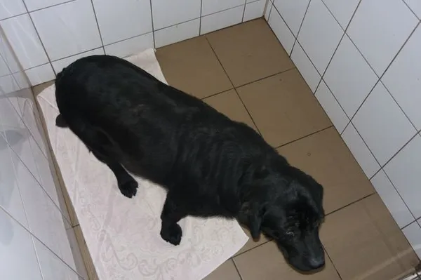Znaleziono psa, Radom, 30 sierpnia 2014