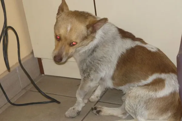 Znaleziono psa, Radom, 18 czerwca 2014