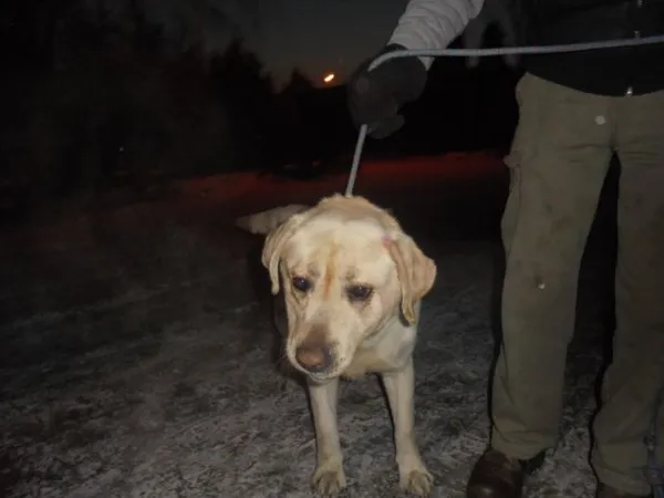 Znaleziono psa, Radom, 27 stycznia 2017