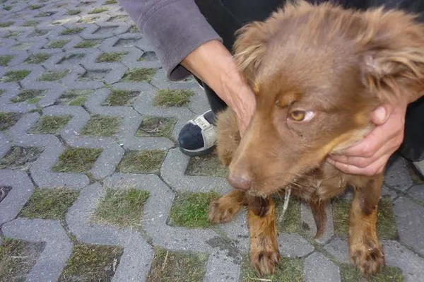 Znaleziono psa, Radom, 5 września 2014