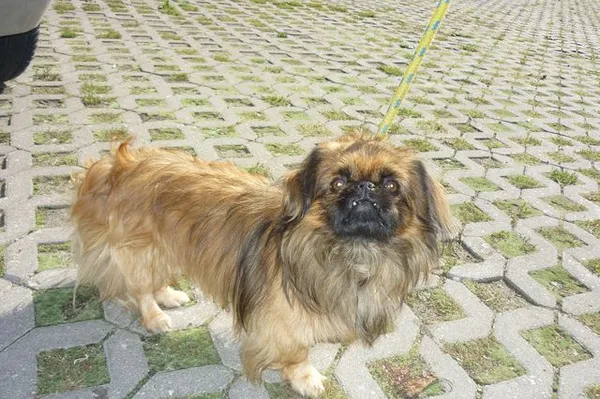 Znaleziono psa, Radom, 29 sierpnia 2014