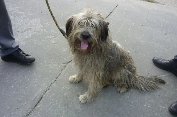 Znaleziono psa, Radom, 14 września 2014