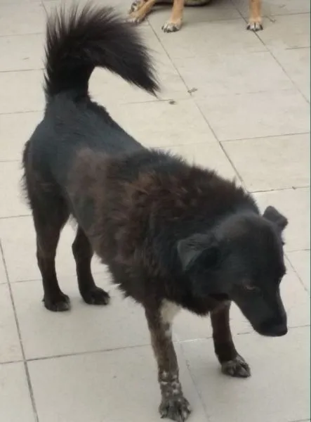 Znaleziono psa, Radom, 5 lipca 2019