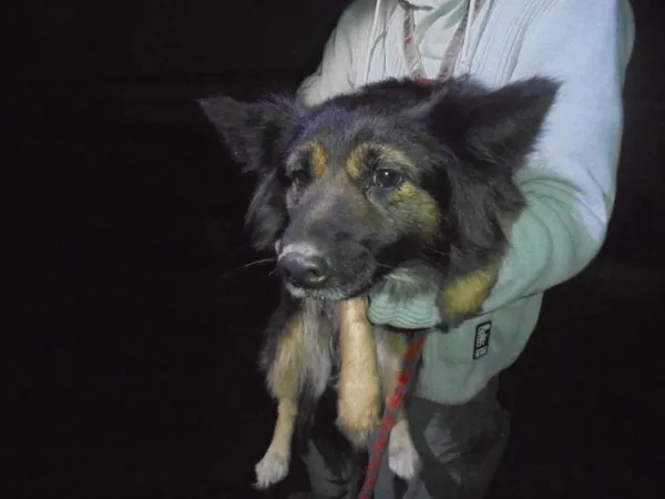 Znaleziono psa, Radom, 29 grudnia 2017