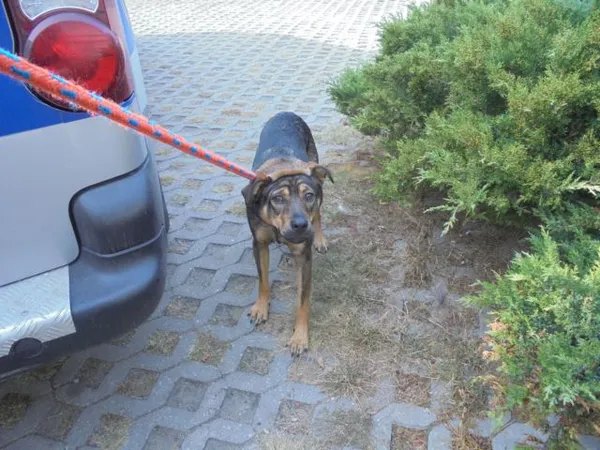 Znaleziono psa, Radom, 28 września 2016