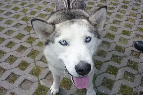 Znaleziono psa, Radom, 29 sierpnia 2014