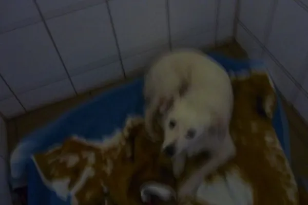 Znaleziono psa, Radom, 16 sierpnia 2014