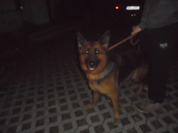 Znaleziono psa, Radom, 26 września 2017
