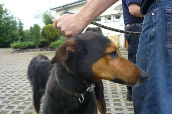 Znaleziono psa, Radom, 12 lipca 2013