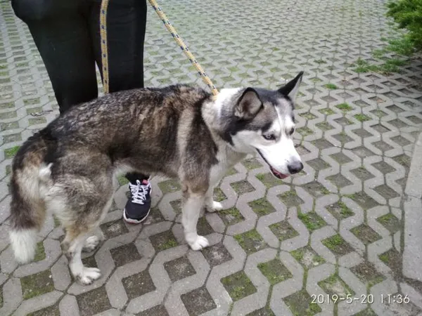 Znaleziono psa, Radom, 20 maja 2019