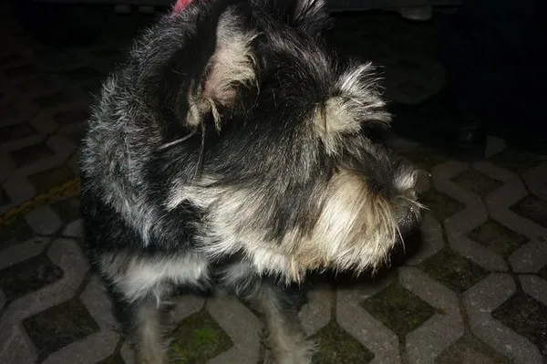 Znaleziono psa, Radom, 5 czerwca 2014