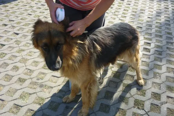 Znaleziono psa, Radom, 4 sierpnia 2015