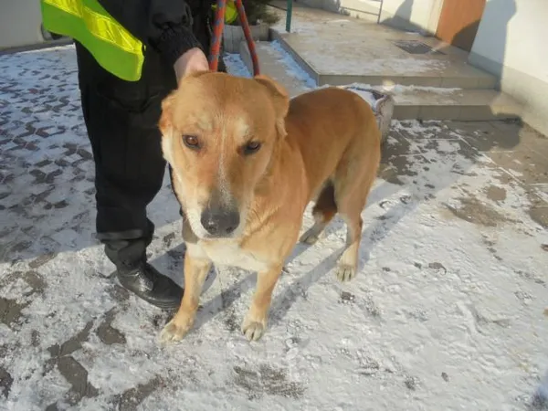 Znaleziono psa, Radom, 9 stycznia 2017