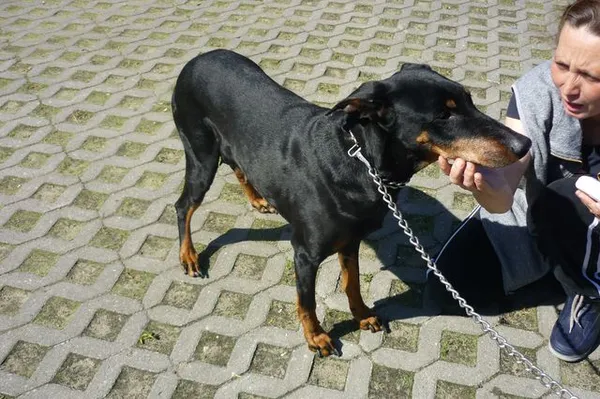 Znaleziono psa, Radom, 13 maja 2014