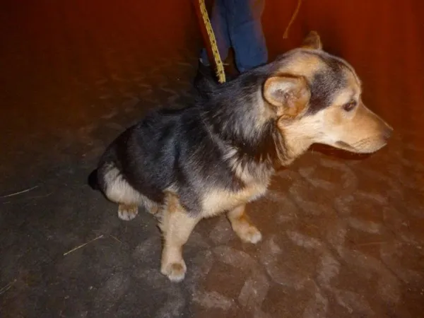 Znaleziono psa, Radom, 11 kwietnia 2013