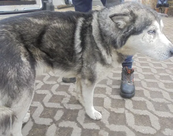 Znaleziono psa, Radom, 9 lutego 2019