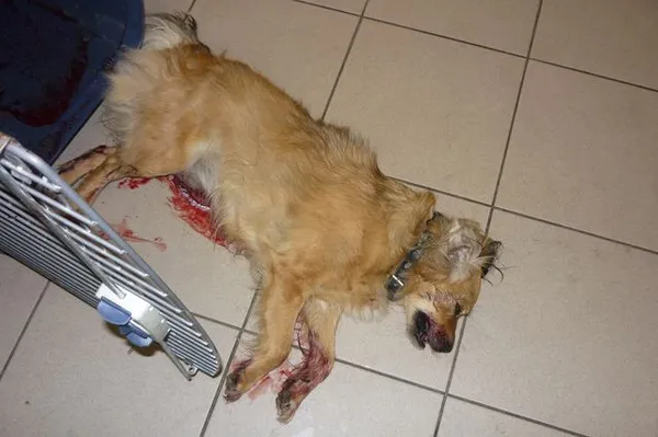 Znaleziono psa, Radom, 31 lipca 2014
