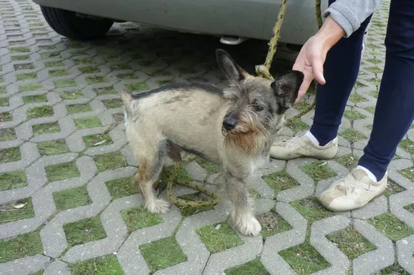 Znaleziono psa, Radom, 14 sierpnia 2014