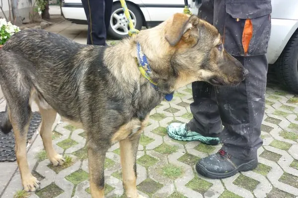 Znaleziono psa, Radom, 24 lipca 2014