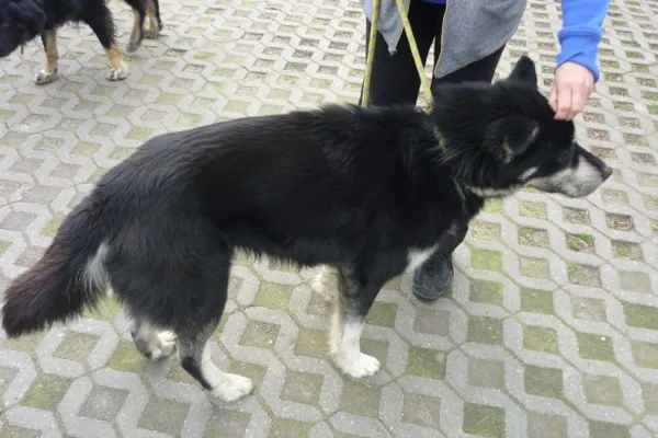 Znaleziono psa, Radom, 17 kwietnia 2015